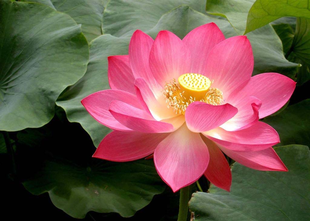 Image for article Fahui de China | Esta flor nunca se marchitará