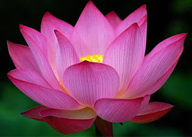 Image for article Funcionarios canadienses extienden saludos por el Día Mundial de Falun Dafa