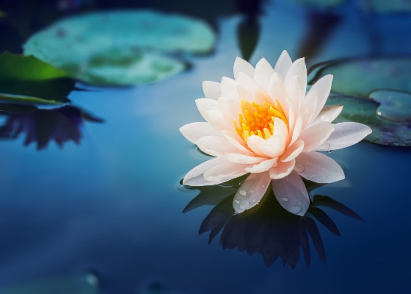 Image for article Bendecida por practicar Falun Dafa