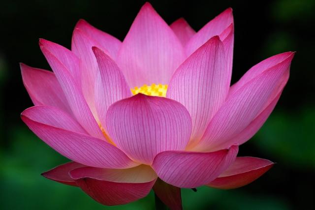 Image for article Policías apoyan a practicantes de Falun Dafa a pesar de la persecución que lleva a cabo el estado