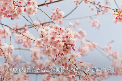 Image for article ​Los practicantes de Falun Dafa del Reino Unido, Irlanda, los Países Bajos y Bélgica desean respetuosamente al Maestro Li Hongzhi un Feliz Año Nuevo Chino