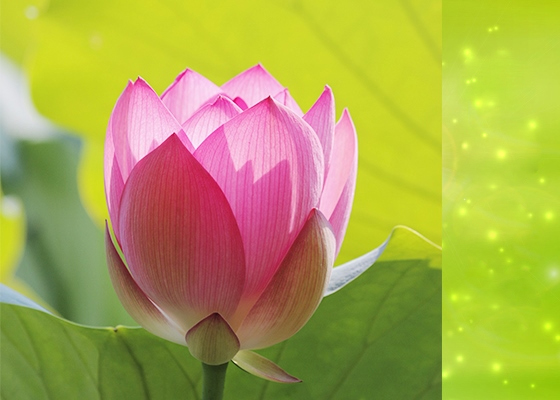 Image for article [Celebrando el Día Mundial de Falun Dafa] Enfermedad autoinmune crónica resuelta