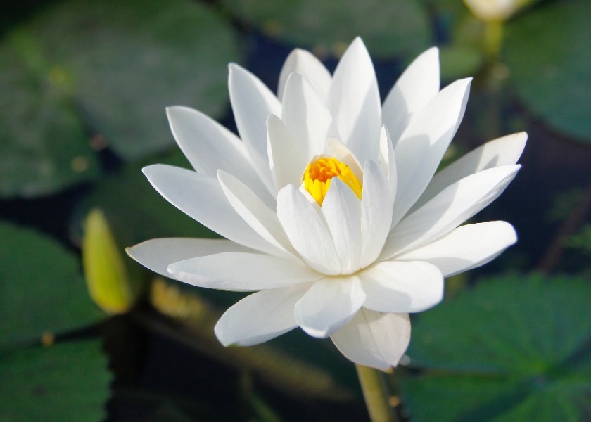 Image for article Por qué debemos escribir artículos para conmemorar el Día Mundial de Falun Dafa
