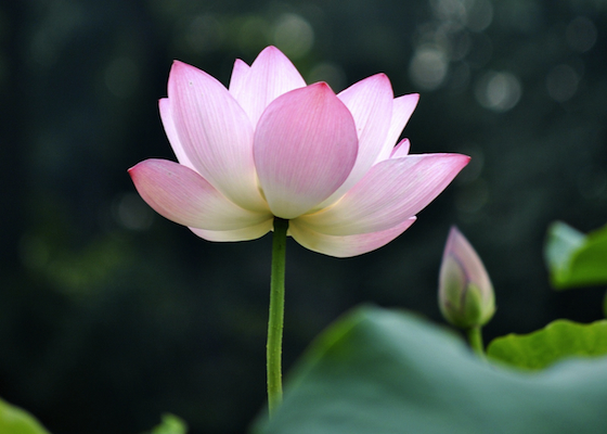Image for article ​La gente se conmueve con los artículos que celebran el Día Mundial de Falun Dafa