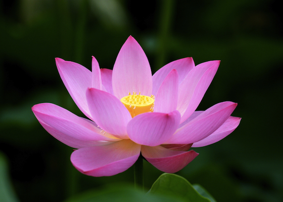 Image for article Abuela recupera su salud practicando Falun Dafa