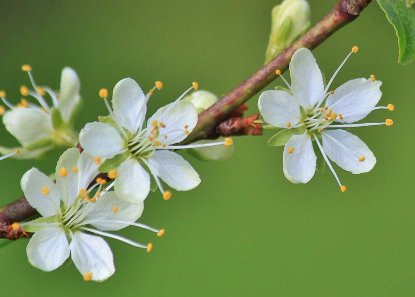 Image for article Los practicantes deben usar sus habilidades para enfrentar los desafíos a Falun Dafa