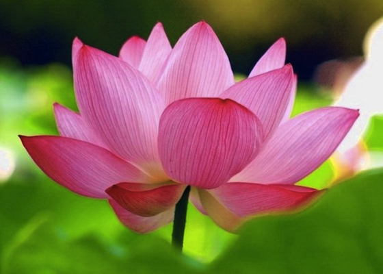 Image for article Ancianos y jóvenes se benefician de la práctica de Falun Dafa