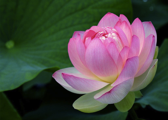 Image for article [Celebrando el Día Mundial de Falun Dafa] Falun Dafa me concedió una segunda vida