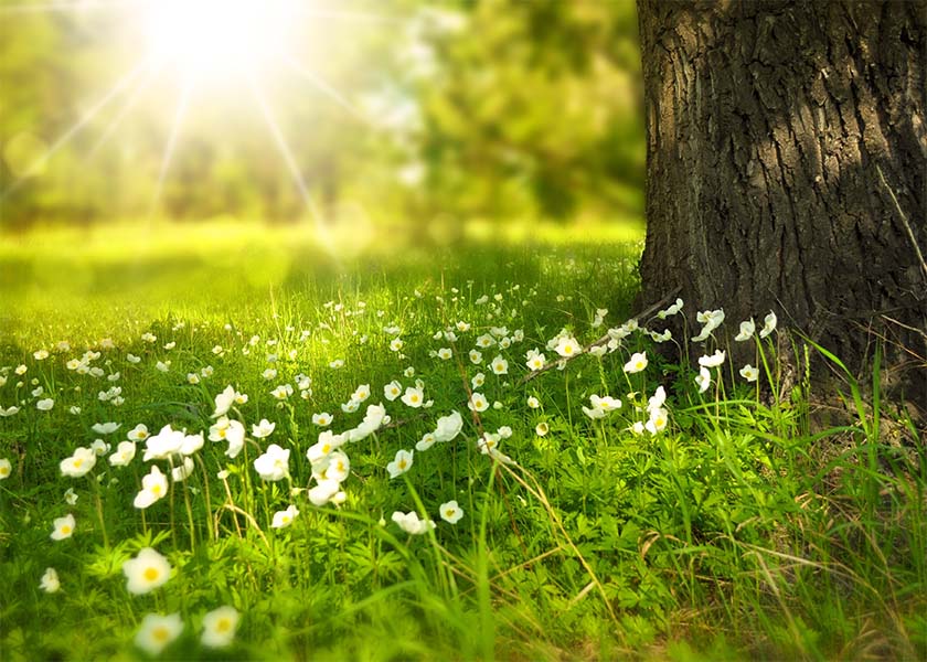 Image for article Falun Dafa transformó mi vida
