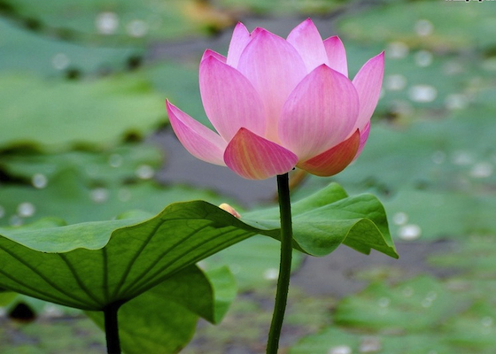 Image for article Experiencia de cultivación durante la promoción de Shen Yun en 2025