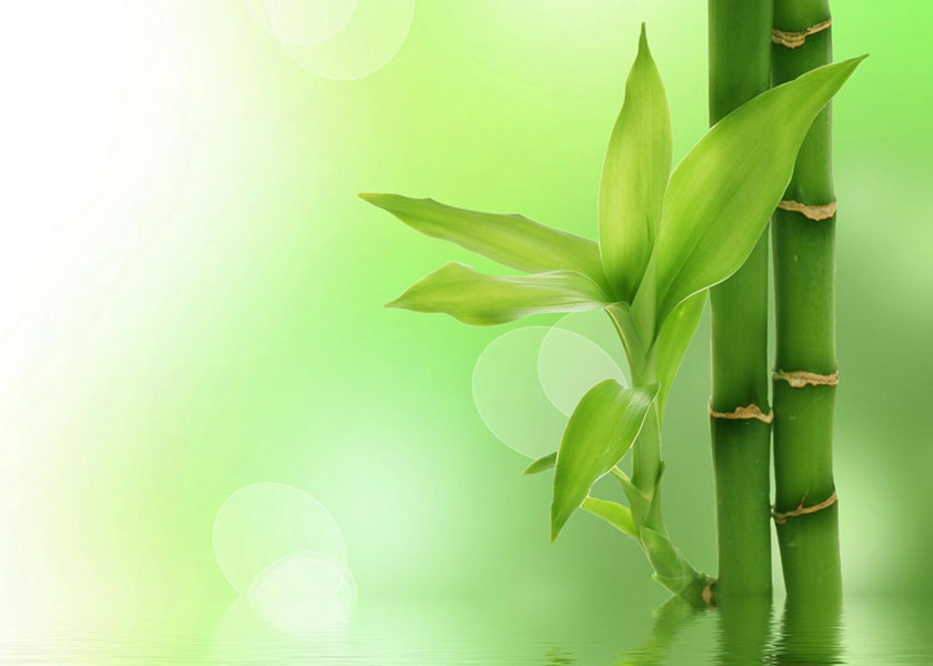 Image for article Mi perspectiva sobre realizar la práctica de los ejercicios de Falun Dafa