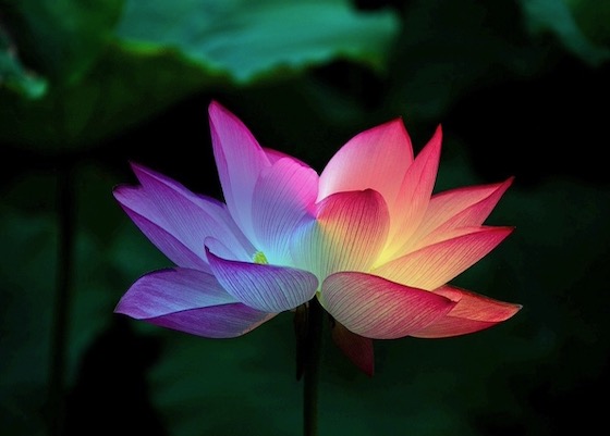 Image for article Aclaro los hechos sin temor en un mercado local