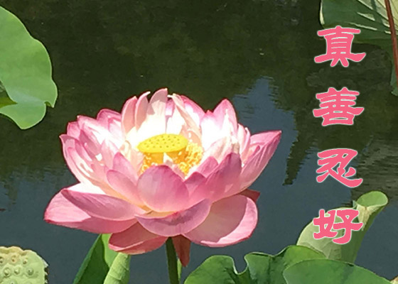 Image for article Falun Dafa me ayudó a dejar atrás el resentimiento y los celos