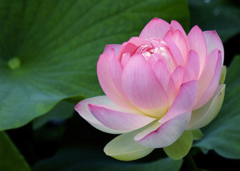 Image for article Qué afortunados somos de cultivar Falun Dafa