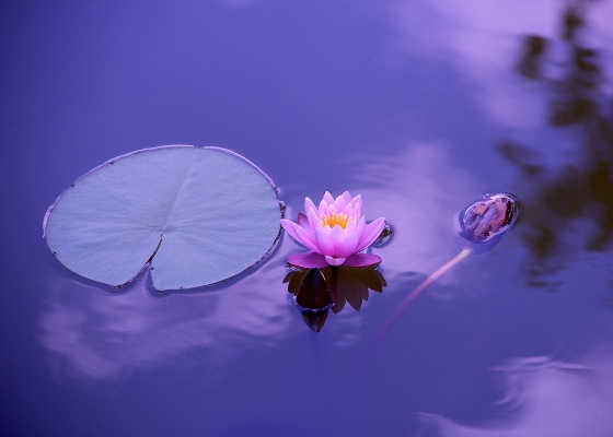 Image for article Reflexiones sobre el yeli de pensamiento