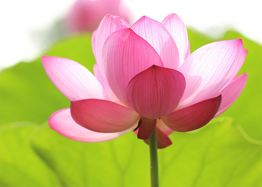 Image for article Practicar la cultivación de Dafa me devolvió la belleza