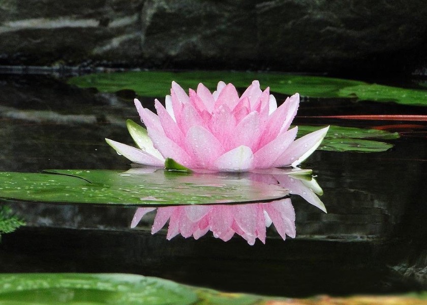 Image for article Bendecida por creer en Falun Dafa en un momento desesperado