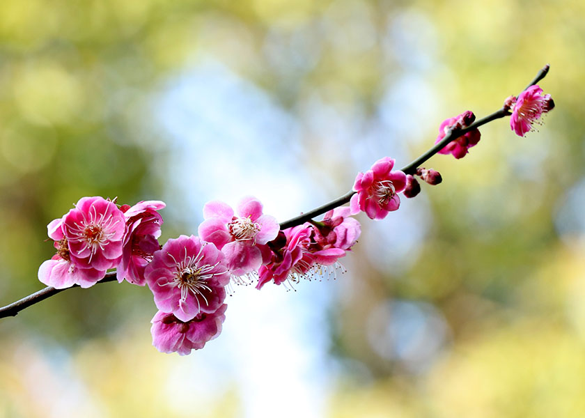 Image for article Cultivándome bien como practicante de Falun Dafa