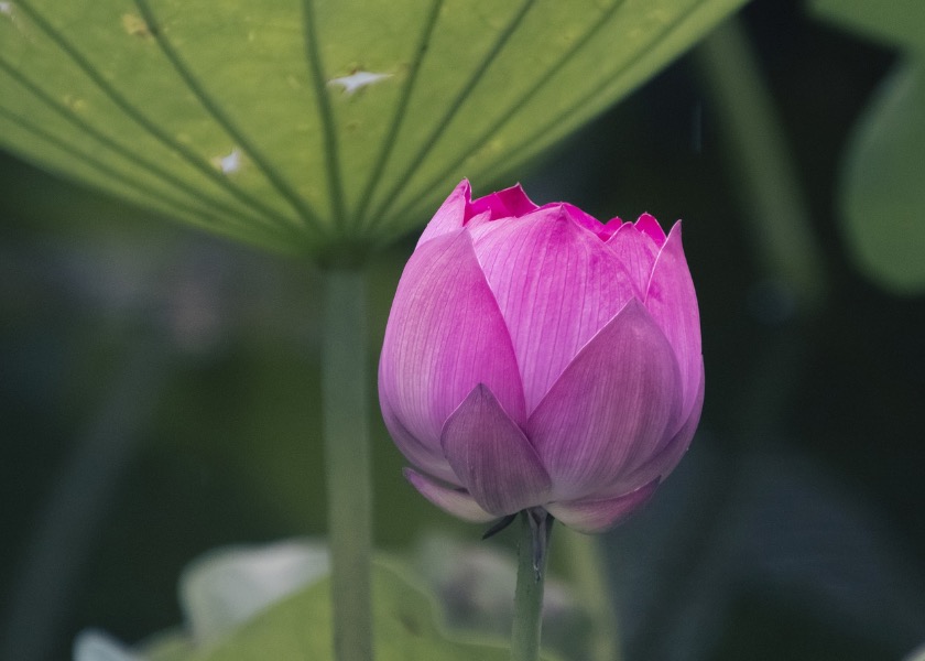 Image for article Algunas de mis experiencias al hablar con la gente sobre Falun Dafa