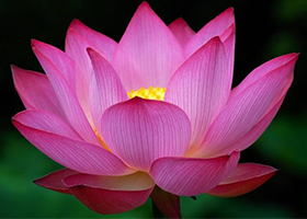 Image for article Encuentros conmovedores en un puesto de Falun Dafa